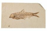 Detailed Fossil Fish (Knightia) - Wyoming #204509-1